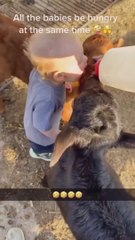 I want some milk too Funny moments! THE END _funnypictures _FunnyPinns -SofiaFunnyPin _FunnyOrDie _funnyordie -funnyvideos _FunnyQuotes  #milkybaby #babyandcow #babymilk #infant - Copy