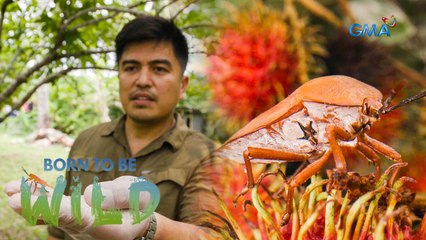 Toxin-filled liquid released by the lychee stink bug | Born to be Wild