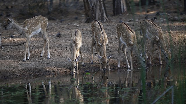 Nesli tehdit altındaki alageyik ve yavruları, su içerken görüntülendi