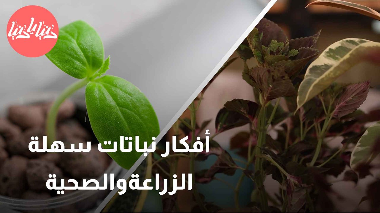 مبتدئ في الزراعة؟ هذه النباتات هي الأفضل لك