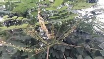 বাংলা চটি গল্প | Goldren Shower Tree videography in my town
