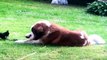 Very Big Dog and Very Tiny Dog Play Tug-of-War