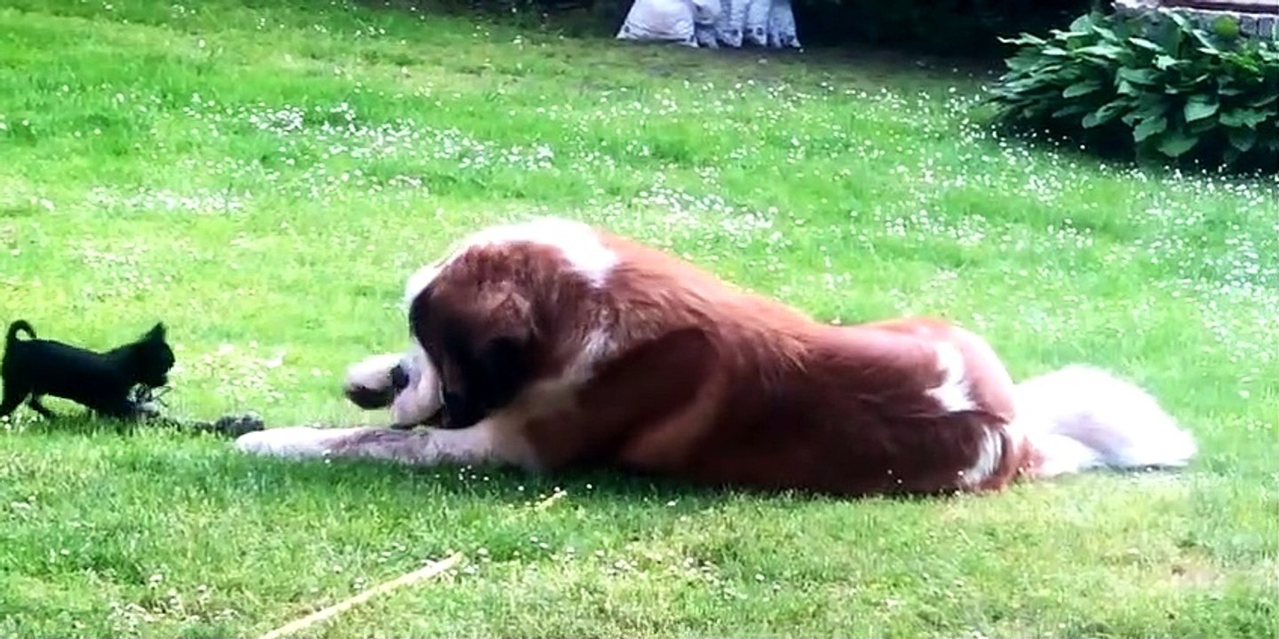 Very Big Dog and Very Tiny Dog Play Tug-of-War