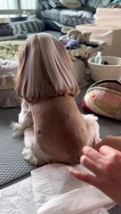 Shih Tzu Gets A Hair Trim