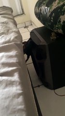 Tiny Dog Makes Harrowing Journey Up Side Of Bed