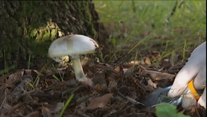 Australie : un déjeuner aux champignons vénéneux fait trois morts et passionne le pays