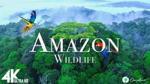 Amazon 4k - The World’s Largest Tropical Rainforest | Relaxation Film with Calming Music