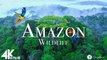 Amazon 4k - The World’s Largest Tropical Rainforest | Relaxation Film with Calming Music