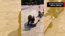 Vídeo fofo: cães da raça buldogue francês andam de skate juntos