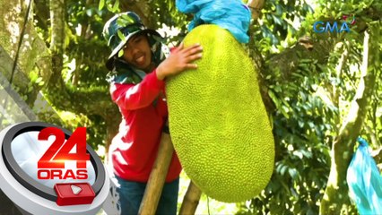 Langkang na-harvest sa Davao City, mahigit 51kg ang timbang | 24 Oras