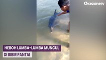Bikin Heboh! Warga Sampang Dikagetkan Munculnya Ikan Lumba-Lumba di Bibir Pantai