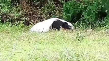 खरगौन: चौकीदार की लाश इस हाल में मिली,हालत देख कांप उठे