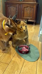 Pumba Doesn't Like His Twin