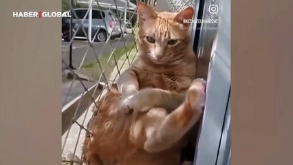 Oturuşu ile gündem olan 'dertli kedi' kahkahaya boğdu