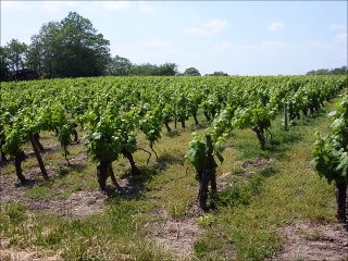 Vignes - Musique : The old queen (mazurka de I Luff) - Eric : guitares, mandolines.