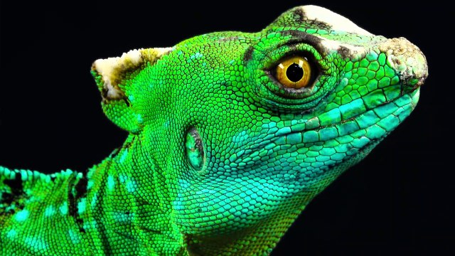 Dolby Vision HDR - 4K HDR 60FPS OLED Demo