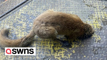 Firefighters rescue fox after it gets head stuck in hole