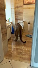 Pet Puma boit dans les toilettes
