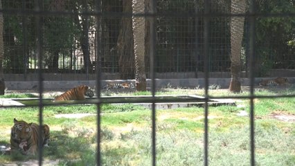 الطيور والحيوانات في حديقة بغداد تعاني من ارتفاع قياسي لدرجات الحرارة.. كيف؟