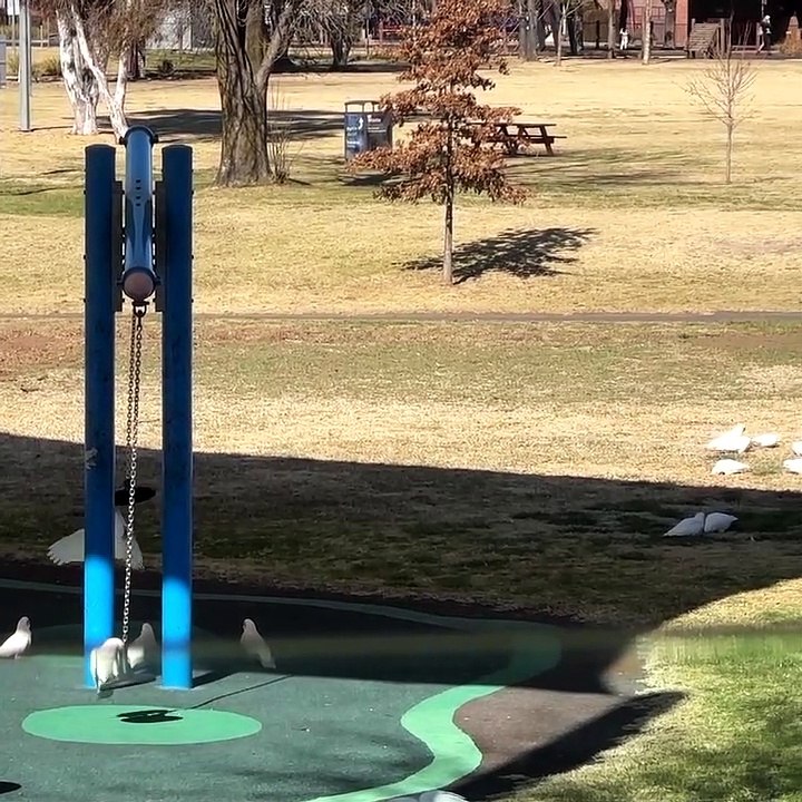 Parrots Love Playing on Large Teeter Totter video Dailymotion