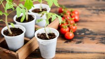 10 Must-Know Tips for Growing Tomatoes Indoors