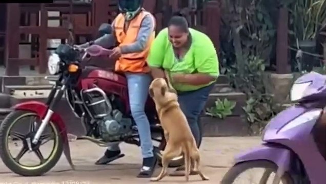 ¡Sujétate Firulais! : Can salió a pasear y regresó a casa en mototaxi