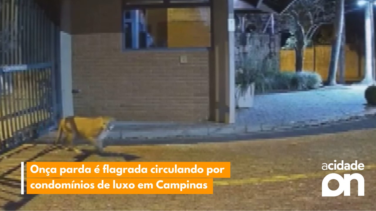 Onça parda é flagrada circulando por condomínios de luxo em Campinas
