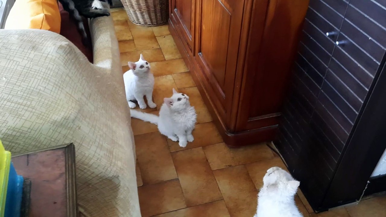 Urania et Ulyssa Selkirk rex poil court et poil long en action