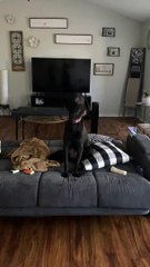 Woo Woo's on Command