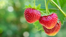 How to Grow Strawberries from Seed