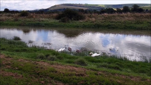 Bevy of swans and cygnets on the River Adur north of Bramber