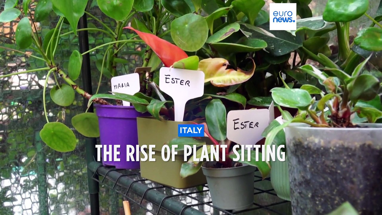 Holiday homes for house plants give green-finge...