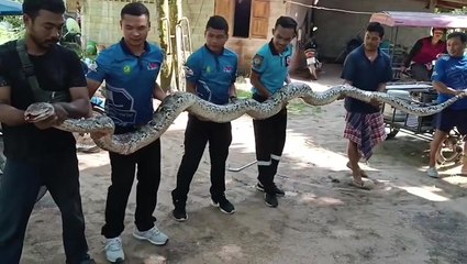 17ft python caught lurking near Thailand resident’s house