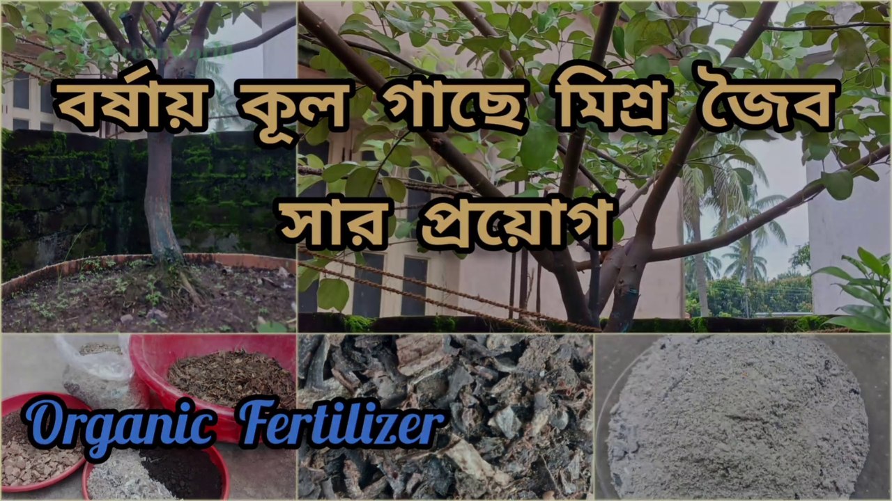 বর্ষায় কুল গাছে সার প্রয়োগ ।। Apple Ber Plant Care