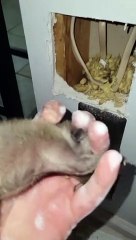 Rescuing a Baby Raccoon From a Wall Void