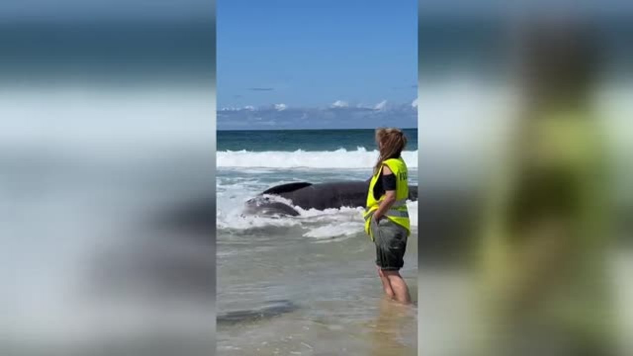 Aparece varado el cadáver de un tiburón peregrino de seis metros en la playa ferrolana de Doniños