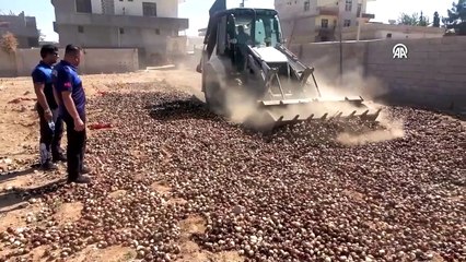 Şanlıurfa'da kurutulup yeniden piyasaya sürülmek istenen 4 ton çürümüş soğan imha edildi