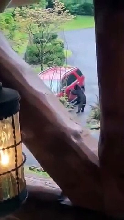 L'ours noir tente de s'introduire dans le véhicule