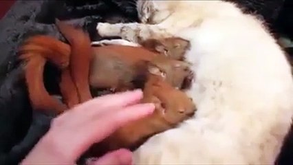 Ces bébés écureuils sont allaités par une maman chien. Trop mignon
