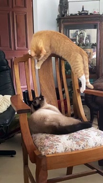 A Feline Faceoff