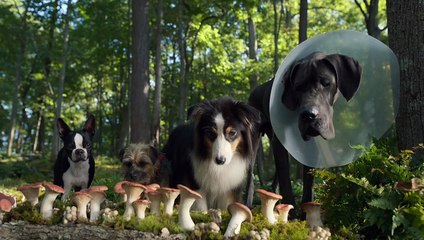 Strays   Mushroom Party Scene