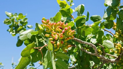 How To Plant and Grow Pistachio Trees