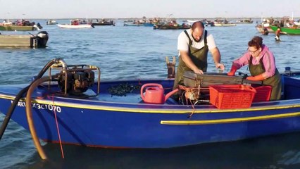 المحار الإيطالي في خطر بسبب غزو السلطعون الأزرق مياه الأدرياتيكي