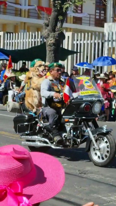Golden Retriever reçoit de grands applaudissements lors d'un défilé