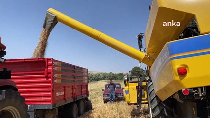 La production de pois chiches diminue à Yozgat