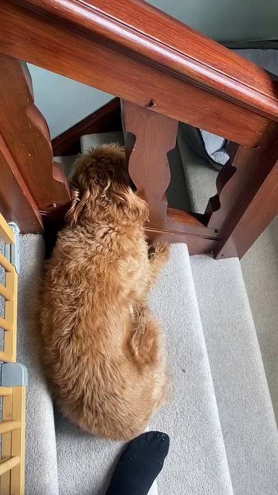 Labradoodle aime dormir dans les escaliers