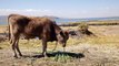 Aguas del lago Titicaca bajan a niveles históricos por cambio climático