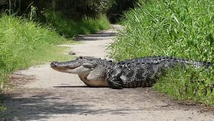 Alligator crosses path inches away from family in Florida nature reserve