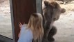 Bear Plays Peekaboo with Girl at Zoo   The Dodo