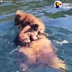 Bear Cubs Ride Mom's Back Across Lake   The Dodo